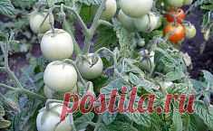 Томаты - секреты успешного выращивания, посадки и ухода. Сохраните любой пост с сайта 7dach.ru в Постиле и выиграйте призы от интернет-магазина Клуб Красоты. Чем больше постов - тем выше шансы. Розыгрыш состоится в понедельник, 30 января. В акции участвуют все посты, которые содержат этот текст или фото призов!