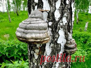 Чага - полезный дар природы для нашего здоровья
