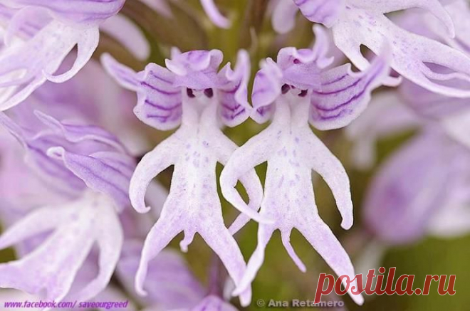 Naked Fairy Orchid | Flowers