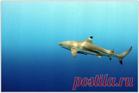 интересное в мире - 700 тыс. картинок. Поиск@Mail.Ru