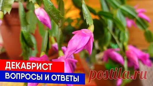 Декабрист - вопросы и ответы | Садовый Клуб Наталии Петренко | Дзен