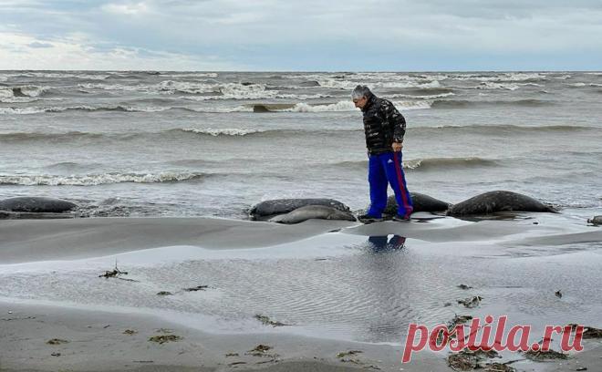 Дагестанское минприроды назвало основную версию массовой гибели тюленей. При вскрытии тюленей не подтвердилась гипотеза об отравлении, ученые продолжат исследования. Накануне на побережье нашли туши более чем 600 нерп
