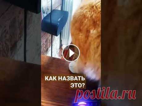 Продолжение ТИГРА  Подарочки Мышкину заказал думаю он будет рад...