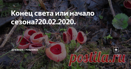 Конец света или начало сезона?20.02.2020. Число то какое сегодня - четыре двойки, четыре нуля, Ванга нам конец света обещала на четыре двойки.
А и прямо, конец света! Я в январе за грибами ходила, теперь через месяц опять пришла, пакетиком в кармане запаслась - саркосцифу собирать.
В лесу - весна! Красота, птички, солнце - чисто апрель!
Никогда бы раньше не поверила , что февраль может быть таким.