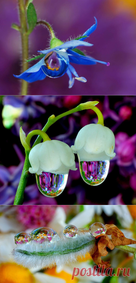 Очарование! Хрупкость и нежность. Капля и цветок