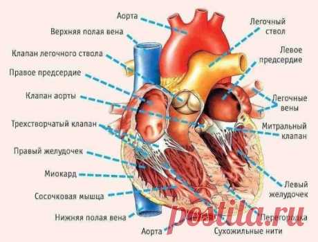 11 симптомов, указывающих на серьезные проблемы с сердцем!
Кардиологи уверяют, что каждый, кто разошлет этот текст 10 людям, может быть уверен: по крайней мере одну жизнь он спас.