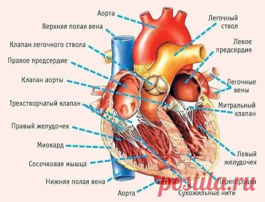 11 симптомов, указывающих на серьезные проблемы с сердцем!
Кардиологи уверяют, что каждый, кто разошлет этот текст 10 людям, может быть уверен: по крайней мере одну жизнь он спас.