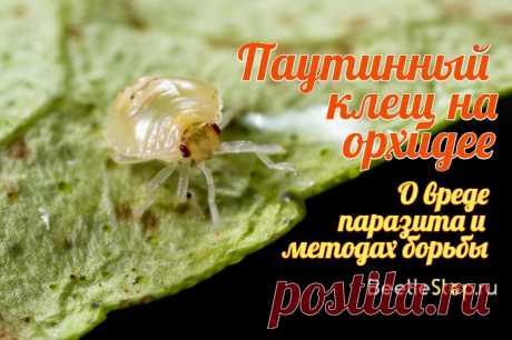 Паутинный клещ на орхидее: распознаем и уничтожаем
