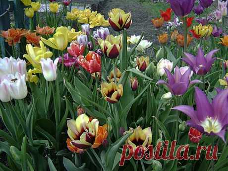 ТЮЛЬПАНЫ