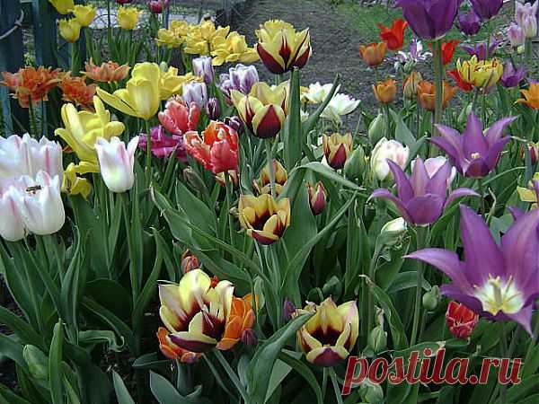 ТЮЛЬПАНЫ