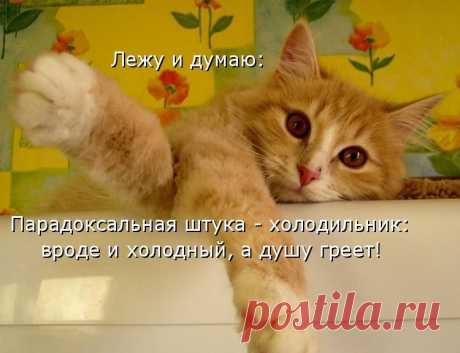 Да холодильник эта  парадоксальная вещь который  всегда  будет  греть  душу !!