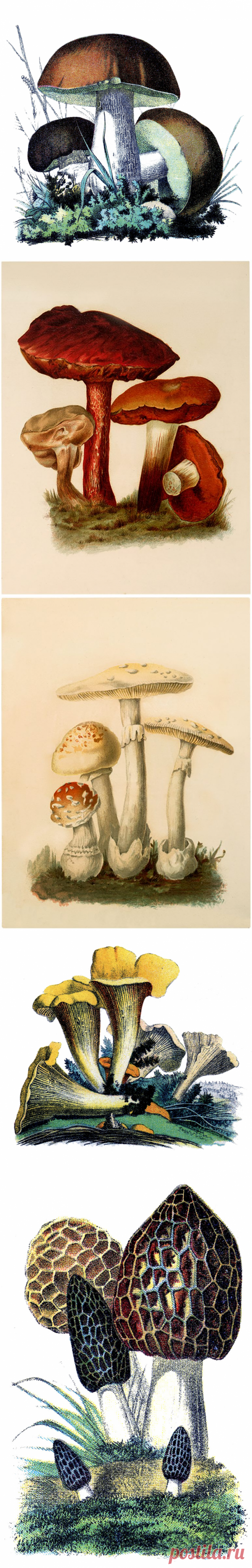 23 Грибные Изображения-Винтаж! - Графика Сказочная
