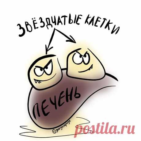 Как получается фиброз печени | Рекомендательная система Пульс Mail.ru