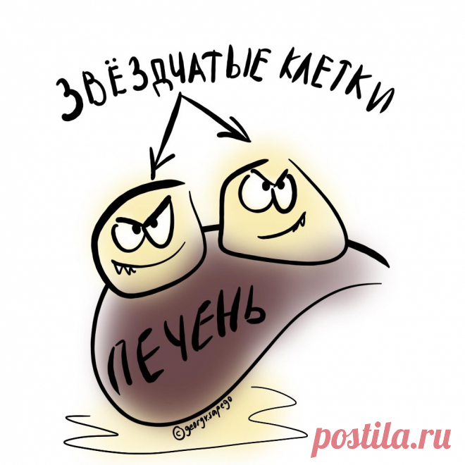 Как получается фиброз печени | Рекомендательная система Пульс Mail.ru