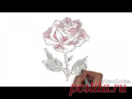 Как нарисовать розу, how to draw a rose