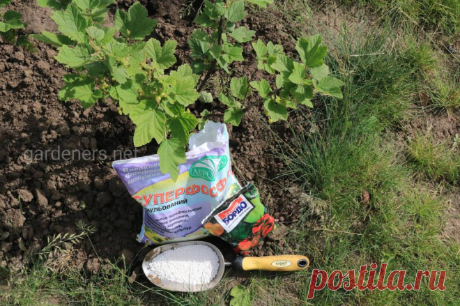 Начало осени: подкормка и полив для кустов и деревьев