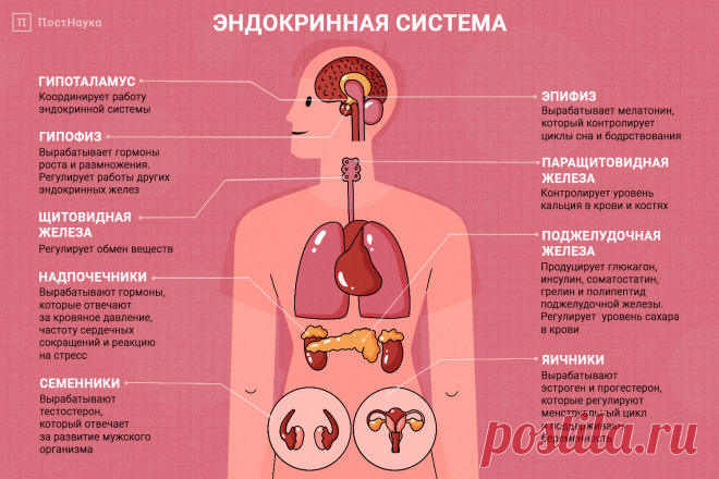 Эндокринная система человека