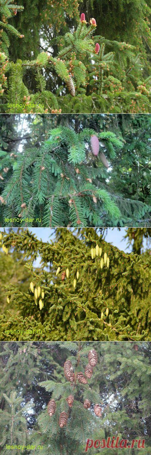 Еловые шишки: полезные свойства | Лесная кладовая