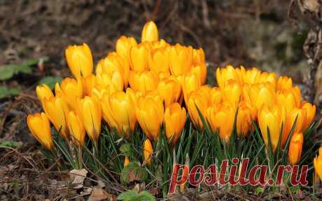 крокус: 21 тыс изображений найдено в Яндекс.Картинках