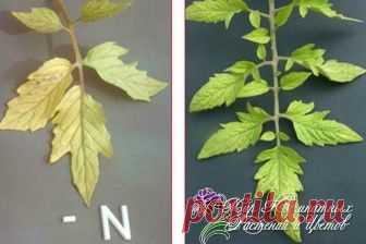 🍃 Что не хватает растению.