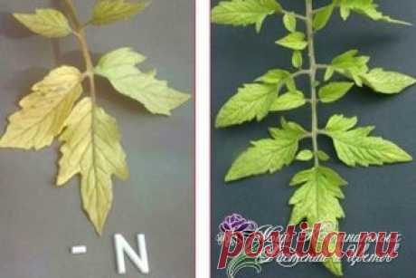 &#127811; Что не хватает растению.