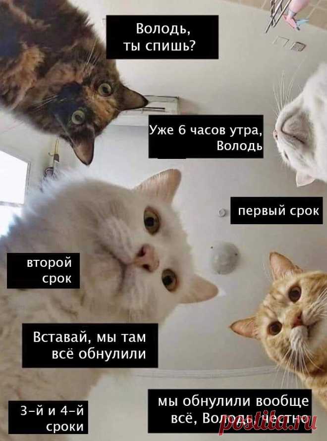 Наташ, ты спишь?: подборка мемов с котиками Наташи, которые