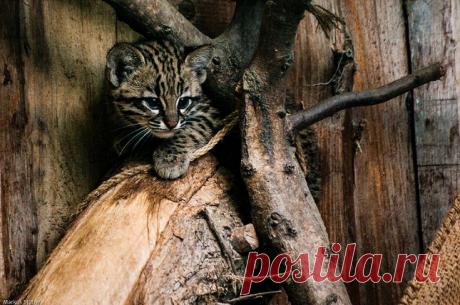 Дикие кошки, которых так и хочется забрать себе домой! | Ололо - смешные картинки и веселые истории