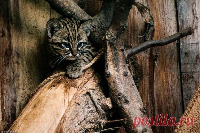 Дикие кошки, которых так и хочется забрать себе домой! | Ололо - смешные картинки и веселые истории
