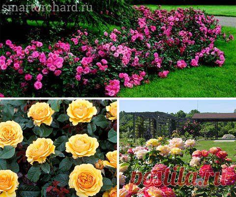 Многолетние цветы цветущие все лето — лучшие сорта для вашей дачи | Подружки