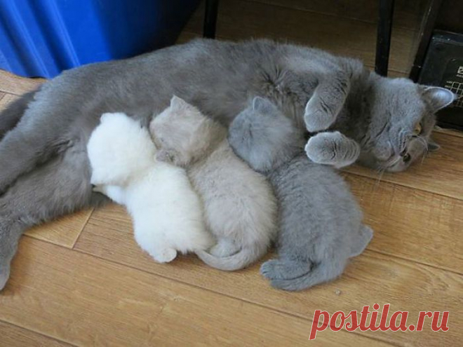 Кошки с пополнением — идиллия, достойная восхищения!