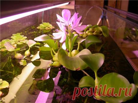 Комнатные растения растущие в воде