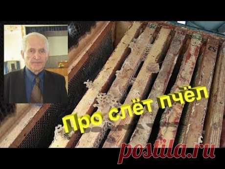 Профессор Кашковский про слёт пчёл