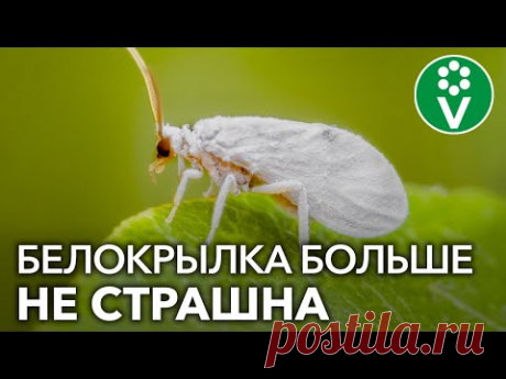 ПРОЩАЙ, БЕЛОКРЫЛКА! Избавляемся от белокрылки в теплице осенью проверенными средствами