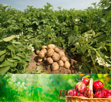 Для урожайного картофеля — 6 соток