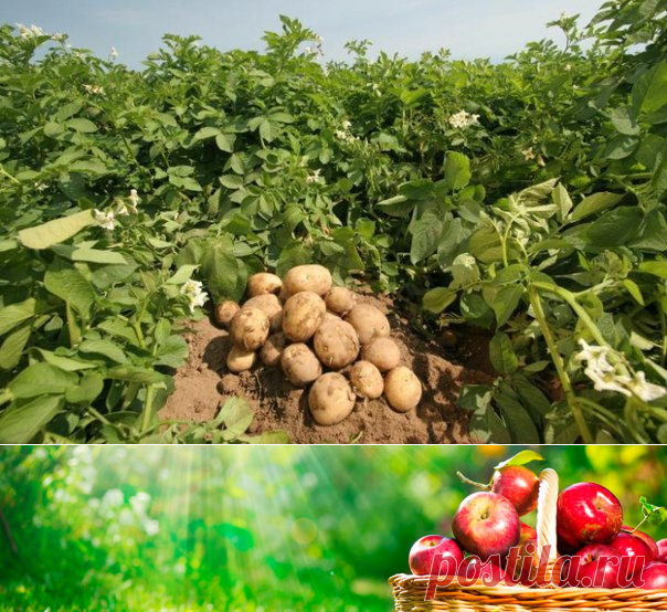 Для урожайного картофеля — 6 соток