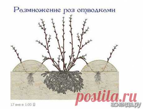 Размножение Розы отводками 
• Один из способов размножения роз – получение их окольцованными горизонтальными отводками. В апреле – начале мая у куста пригибают один или несколько побегов и закрепляют деревянными или металлическ…