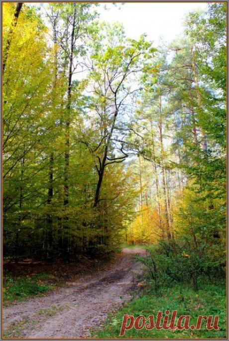 В догонку осени. Мои  на конкурс. | ШАГ НАВСТРЕЧУ