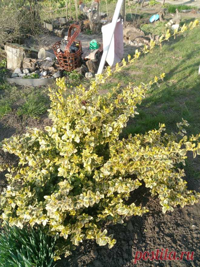 Бересклет Форчуна «Эмеральд н Голд», «Изумруд и золото» (Euonymus fortunei «Emerald`n Gold»)