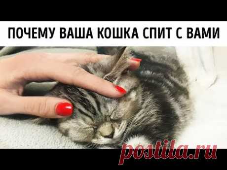 Вот почему кошки любят спать с нами в кровати