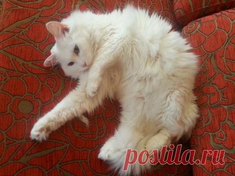 Любите целовать свою кошечку? | Квинтэссенция Здоровья