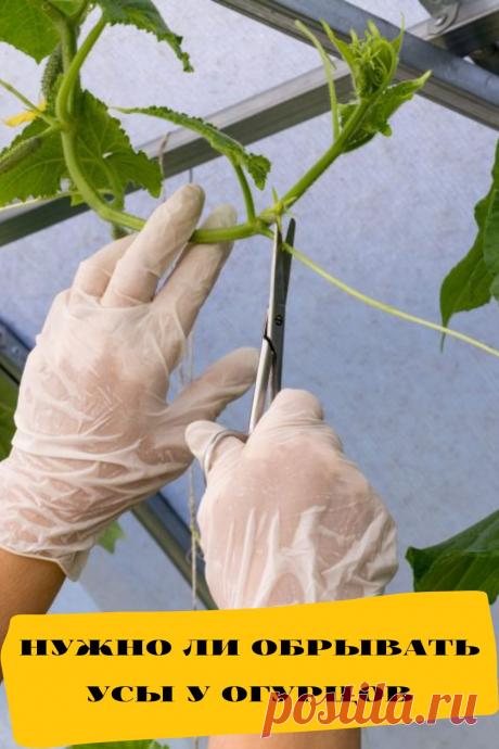 нужно ли обрывать усы у огурцов