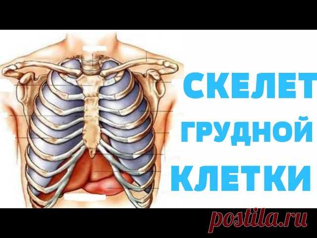 Качественные и подробные видео-уроки по анатомии помогут вам подробно изучить скелет человека! #Анатомия 

 Топография черепа 
 Скелет грудной клетки 
 Позвоночный отдел 
Скелет верхней свободной конечности 
 Скелет тазового пояса и свободной нижней конечности