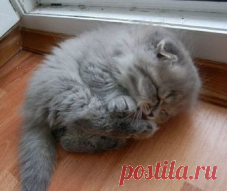 Животные — это те же люди, только в шубках Выражения любимых усатых мордашек наших питомцев бывают такими говорящими, что сложно не наделять их человеческими чувствами и эмоциями. Уверены, что вам удастся найти что-то общее между собой и котиком, который «ударил мизинчик», или мопсом, который «сам надел шапку».