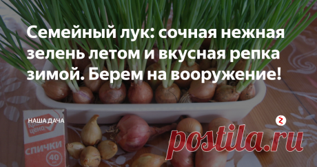 Семейный лук: сочная нежная зелень летом и вкусная репка зимой. Берем на вооружение!  Семейный лук, или лук-шалот, довольно частый гость на дачных участках россиян. Любят семейный лук за нежные сочные перышки и богатый урожай: одна луковка может нарастить за сезон до десяти «дочерних» репок. За то он и назван «семейным» - сажаешь одну луковицу в землю, а выкапываешь целую семейку.