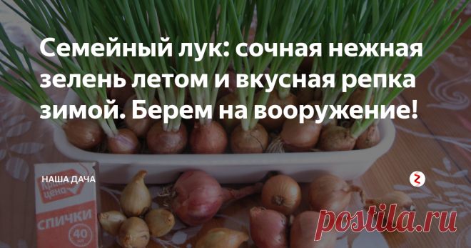 Семейный лук: сочная нежная зелень летом и вкусная репка зимой. Берем на вооружение!  Семейный лук, или лук-шалот, довольно частый гость на дачных участках россиян. Любят семейный лук за нежные сочные перышки и богатый урожай: одна луковка может нарастить за сезон до десяти «дочерних» репок. За то он и назван «семейным» - сажаешь одну луковицу в землю, а выкапываешь целую семейку.