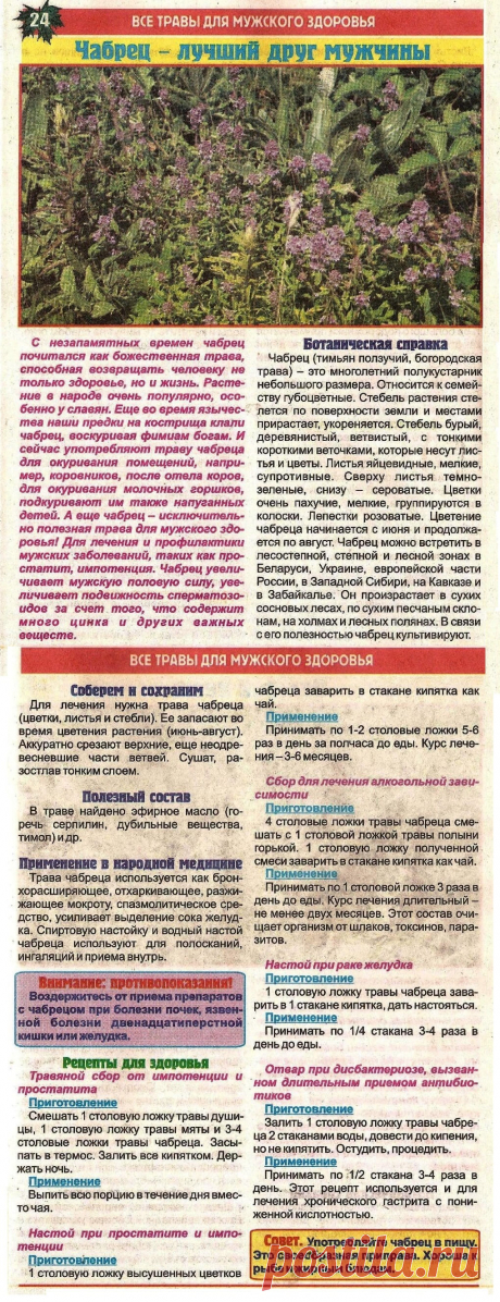 Чабрец (тимьян) для мужского здоровья