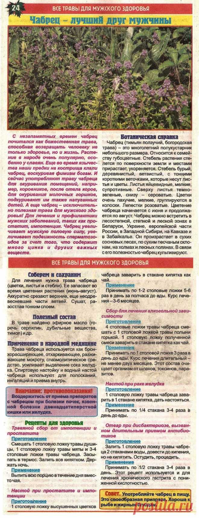 Чабрец (тимьян) для мужского здоровья