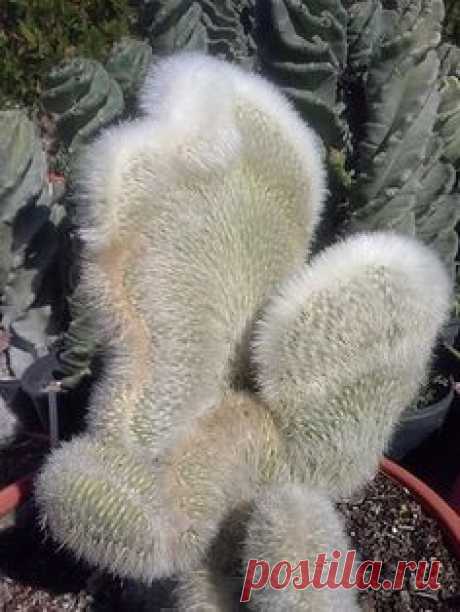 Cleistocactus strausii.