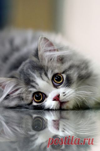 beatrice rogers приколол(а) это к доске Soooo sweet