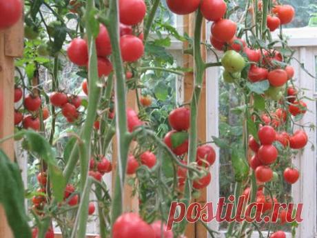 Чего не хватает томатам?

Почва для томатов должна быть заправлена удобрениями хорошо, но не чрезмерно.
Если весной удобрить грядки свежим навозом, куст пышно разрастется, а завязи почти не будут развиваться.